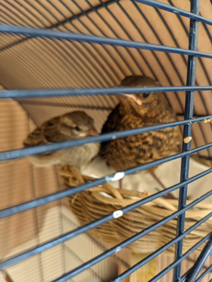 Комментарий с изображением на AdMe.Media