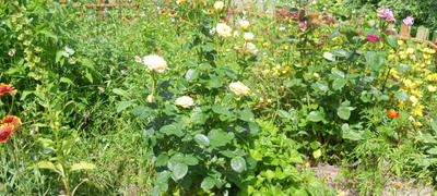 Комментарий с изображением на AdMe.Media