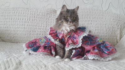 Комментарий с изображением на AdMe.Media