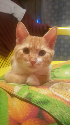 Комментарий с изображением на AdMe.Media