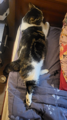 Комментарий с изображением на AdMe.Media