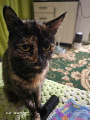 Комментарий с изображением на AdMe.Media