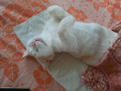 Комментарий с изображением на AdMe.Media