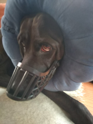 Комментарий с изображением на AdMe.Media