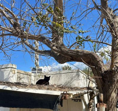 Комментарий с изображением на AdMe.Media