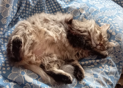 Комментарий с изображением на AdMe.Media