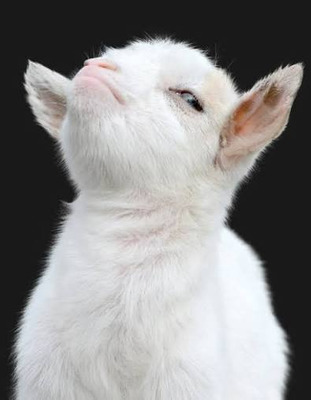 Комментарий с изображением на AdMe.Media