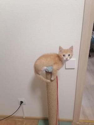 Комментарий с изображением на AdMe.Media