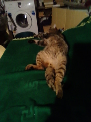 Комментарий с изображением на AdMe.Media