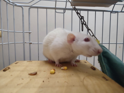 Комментарий с изображением на AdMe.Media