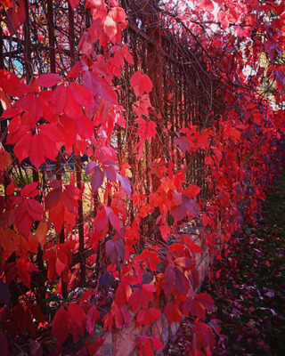 Комментарий с изображением на AdMe.Media