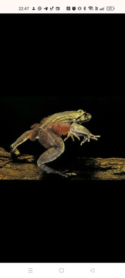 Комментарий с изображением на AdMe.Media