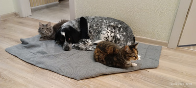 Комментарий с изображением на AdMe.Media