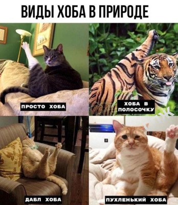Комментарий с изображением на AdMe.Media