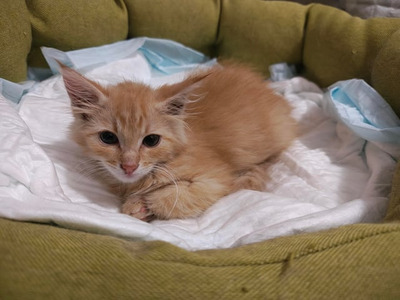 Комментарий с изображением на AdMe.Media