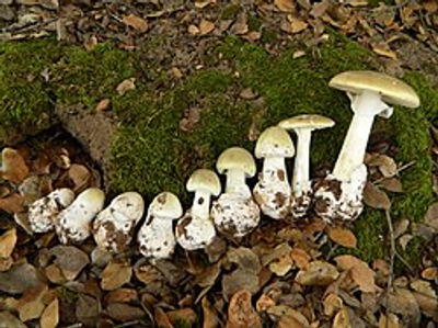 Комментарий с изображением на AdMe.Media