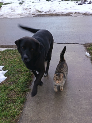 Комментарий с изображением на AdMe.Media