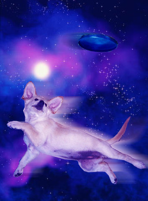 Комментарий с изображением на AdMe.Media