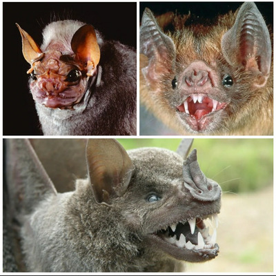 Комментарий с изображением на AdMe.Media