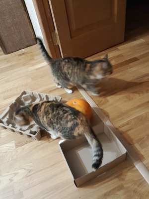 Комментарий с изображением на AdMe.Media