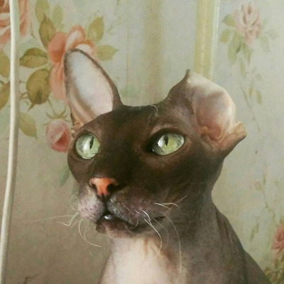 Комментарий с изображением на AdMe.Media