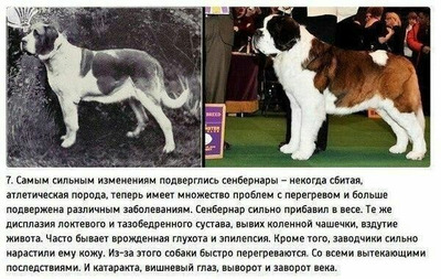 Комментарий с изображением на AdMe.Media