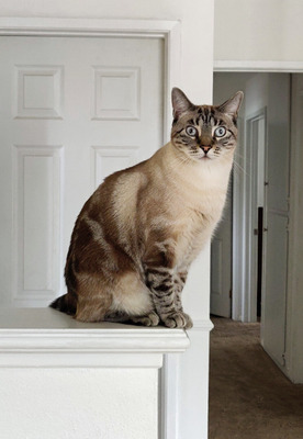 Комментарий с изображением на AdMe.Media