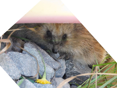 Комментарий с изображением на AdMe.Media