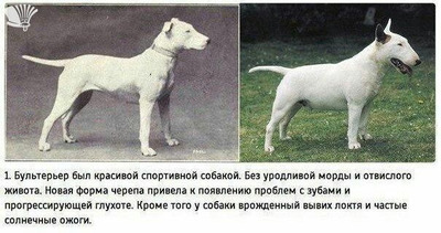 Комментарий с изображением на AdMe.Media