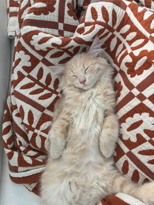 Комментарий с изображением на AdMe.Media