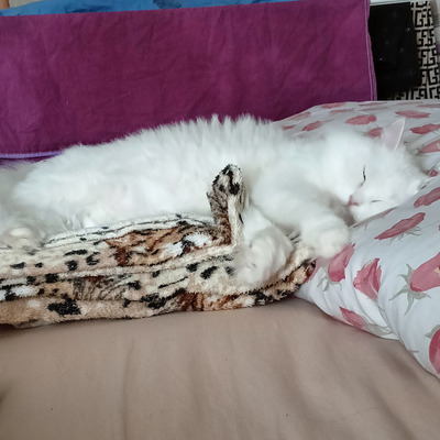 Комментарий с изображением на AdMe.Media