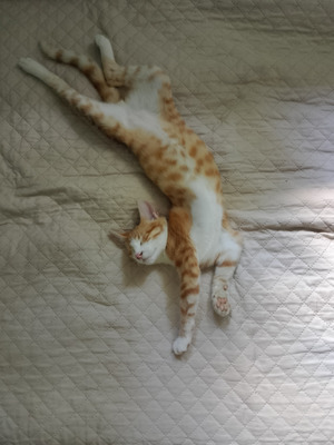 Комментарий с изображением на AdMe.Media