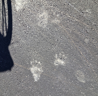 Комментарий с изображением на AdMe.Media