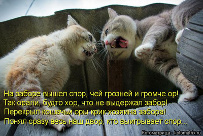 Комментарий с изображением на AdMe.Media