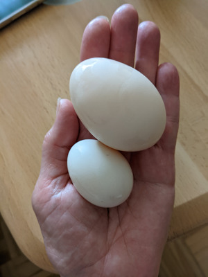 Комментарий с изображением на AdMe.Media