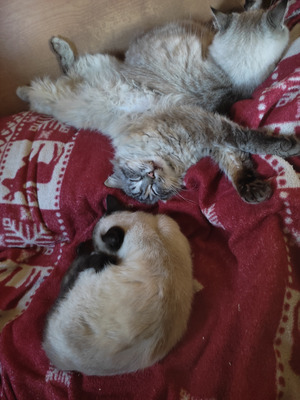 Комментарий с изображением на AdMe.Media