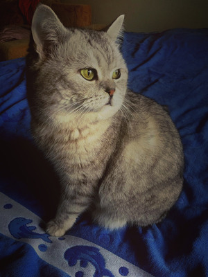 Комментарий с изображением на AdMe.Media