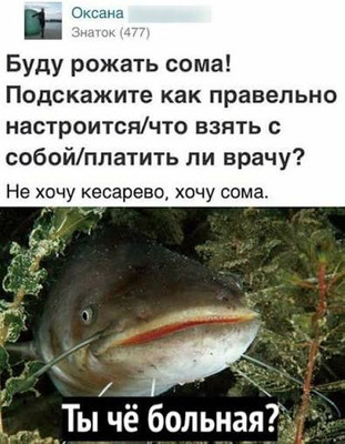 Комментарий с изображением на AdMe.Media