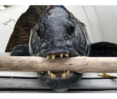 Комментарий с изображением на AdMe.Media