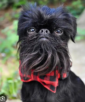 Комментарий с изображением на AdMe.Media