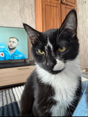 Комментарий с изображением на AdMe.Media