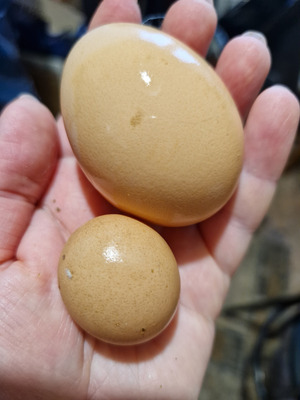 Комментарий с изображением на AdMe.Media