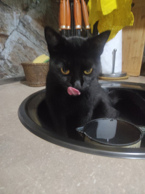 Комментарий с изображением на AdMe.Media