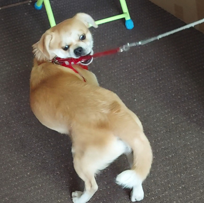 Комментарий с изображением на AdMe.Media