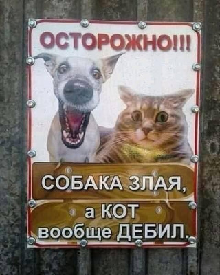 Комментарий с изображением на AdMe.Media