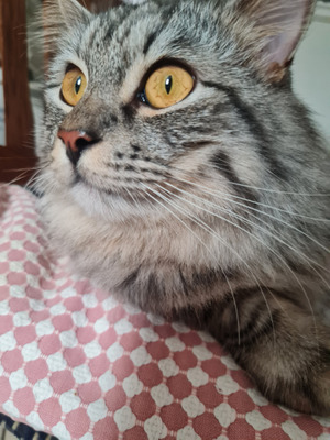 Комментарий с изображением на AdMe.Media