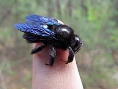 Комментарий с изображением на AdMe.Media