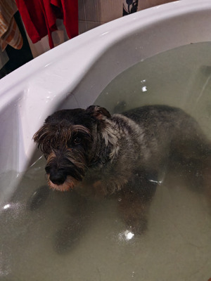 Комментарий с изображением на AdMe.Media