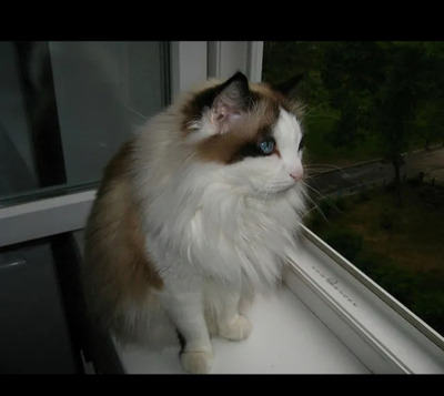 Комментарий с изображением на AdMe.Media