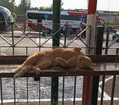 Комментарий с изображением на AdMe.Media